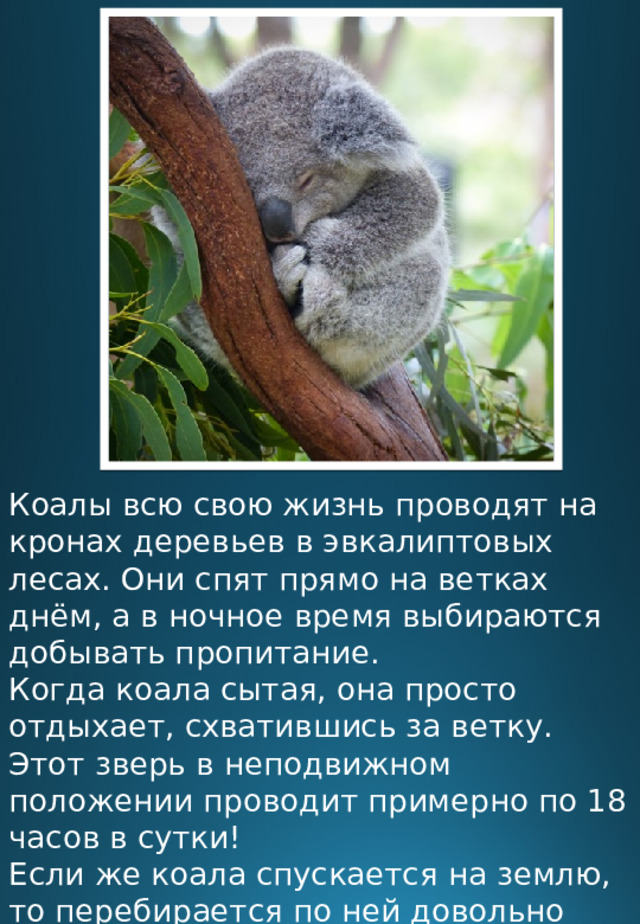 Коалы всю свою жизнь проводят на кронах деревьев в эвкалиптовых лесах. Они спят прямо на ветках днём, а в ночное время выбираются добывать пропитание. Когда коала сытая, она просто отдыхает, схватившись за ветку. Этот зверь в неподвижном положении проводит примерно по 18 часов в сутки! Если же коала спускается на землю, то перебирается по ней довольно медленно, на четырёх лапах. 