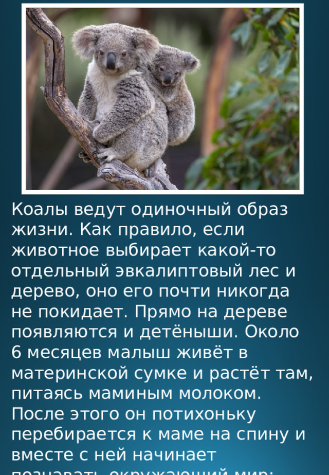 Коалы ведут одиночный образ жизни. Как правило, если животное выбирает какой-то отдельный эвкалиптовый лес и дерево, оно его почти никогда не покидает. Прямо на дереве появляются и детёныши. Около 6 месяцев малыш живёт в материнской сумке и растёт там, питаясь маминым молоком. После этого он потихоньку перебирается к маме на спину и вместе с ней начинает познавать окружающий мир: перелезать с ветки на ветку, пробовать первые эвкалиптовые листочки. 