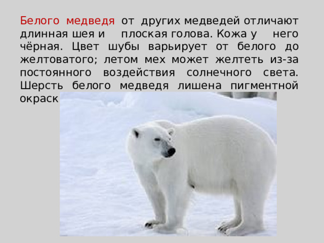 Белого медведя от других медведей отличают длинная шея и плоская голова. Кожа у него чёрная. Цвет шубы варьирует от белого до желтоватого; летом мех может желтеть из-за постоянного воздействия солнечного света. Шерсть белого медведя лишена пигментной окраски, и шерстинки полые.  