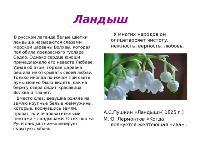 Ландыш  У многих народов он олицетворяет чистоту, нежность, верность, любовь. А.С.Пушкин «Ландыш»( 1825 г.) М.Ю. Лермонтов «Когда волнуется желтеющая нива» .  В русской легенде белые цветки ландыша называются слезами морской царевны Волхвы, которая полюбила прекрасного гусляра Садко. Однако сердце юноши принадлежало его невесте Любаве. Узнав об этом, гордая царевна решила не открывать своей любви. Только иногда по ночам при свете луны можно было видеть, как на берегу озера сидит красавица Волхва и плачет.  Вместо слез, девушка роняла на землю крупные белые жемчужины, которые, коснувшись земли, прорастали очаровательными цветами – ландышами. С тех пор на Руси ландыш символизирует скрытую любовь. 