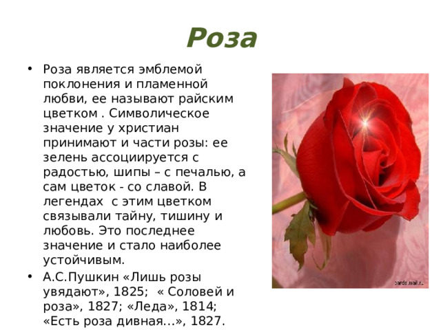 Роза Роза является эмблемой поклонения и пламенной любви, ее называют райским цветком . Символическое значение у христиан принимают и части розы: ее зелень ассоциируется с радостью, шипы – с печалью, а сам цветок - со славой. В легендах с этим цветком связывали тайну, тишину и любовь. Это последнее значение и стало наиболее устойчивым. А.С.Пушкин «Лишь розы увядают», 1825; « Соловей и роза», 1827; «Леда», 1814; «Есть роза дивная…», 1827. М.Ю.Лермонтов « Как луч зари , как розы Леля», 1832. 