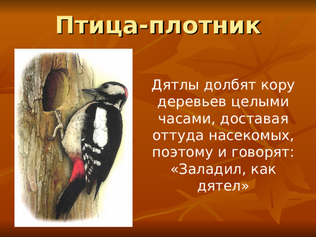 Птица-плотник Дятлы долбят кору деревьев целыми часами, доставая оттуда насекомых, поэтому и говорят: «Заладил, как дятел» 