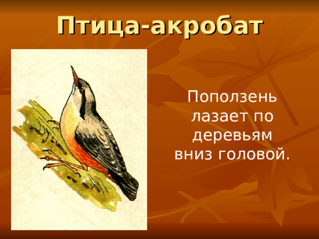 Птица-акробат Поползень лазает по деревьям вниз головой. 