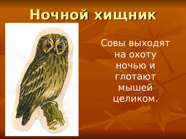 Ночной хищник Совы выходят на охоту ночью и глотают мышей целиком. 