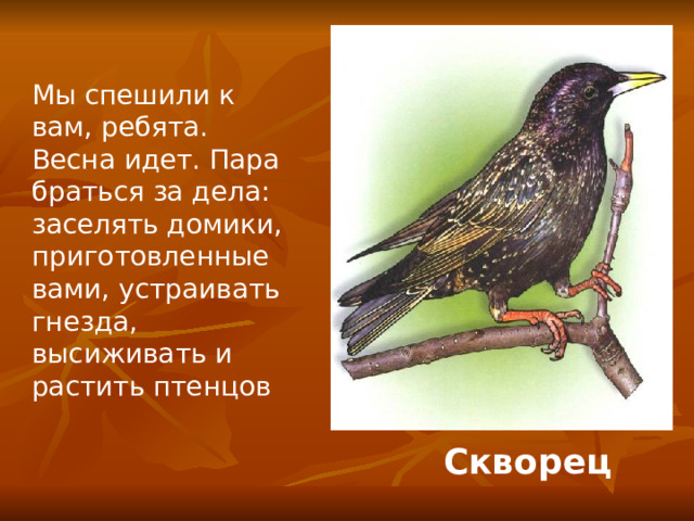 Мы спешили к вам, ребята. Весна идет. Пара браться за дела: заселять домики, приготовленные вами, устраивать гнезда, высиживать и растить птенцов Скворец 