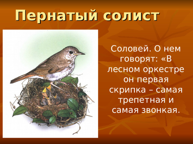 Пернатый солист Соловей. О нем говорят: «В лесном оркестре он первая скрипка – самая трепетная и самая звонкая. 