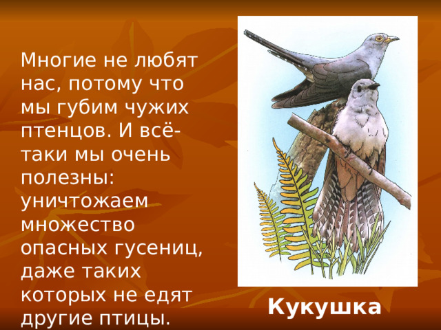 Многие не любят нас, потому что мы губим чужих птенцов. И всё-таки мы очень полезны: уничтожаем множество опасных гусениц, даже таких которых не едят другие птицы. Кукушка 