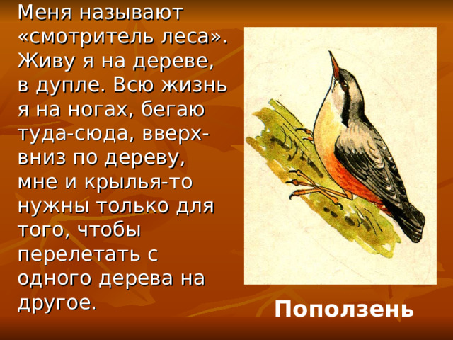Меня называют «смотритель леса». Живу я на дереве, в дупле. Всю жизнь я на ногах, бегаю туда-сюда, вверх-вниз по дереву, мне и крылья-то нужны только для того, чтобы перелетать с одного дерева на другое.  Поползень 