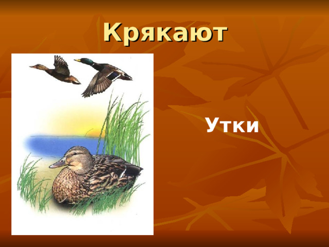 Крякают Утки 