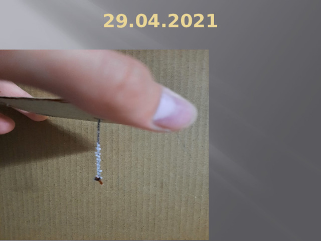 29.04.2021 