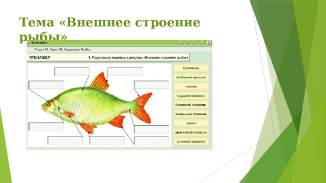   Тема «Внешнее строение рыбы» 
