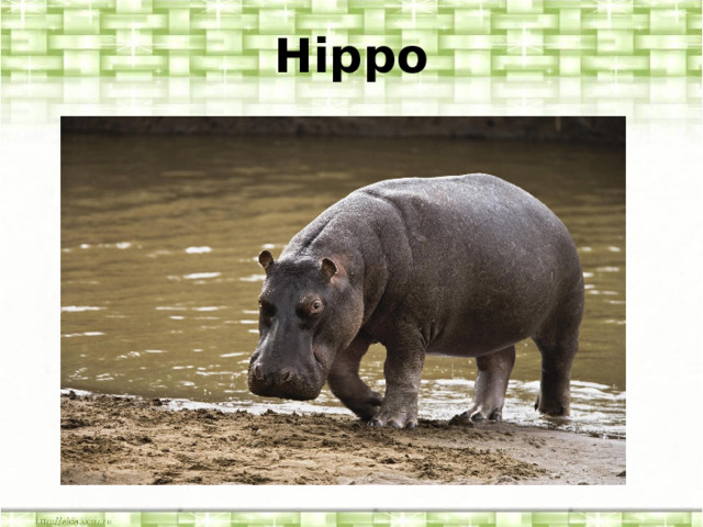 Hippo 