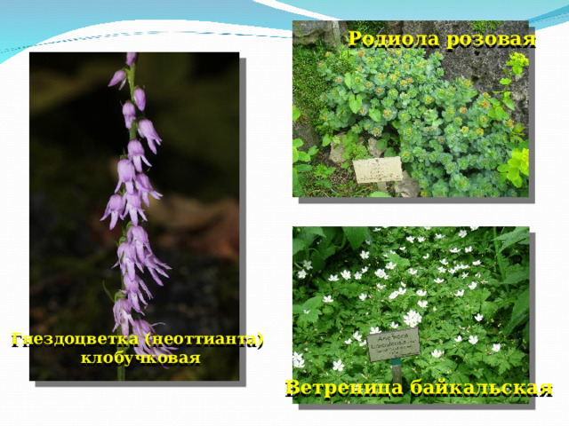 Родиола розовая Гнездоцветка (неоттианта)  клобучковая Ветреница байкальская 