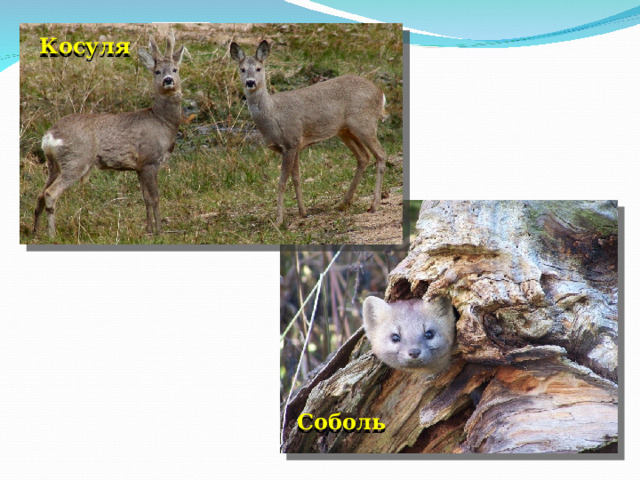 Косуля Соболь 