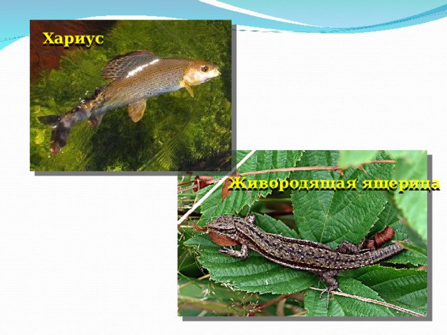 Хариус Живородящая ящерица 