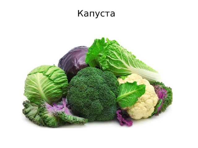 Капуста 