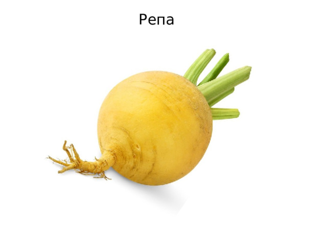 Репа 