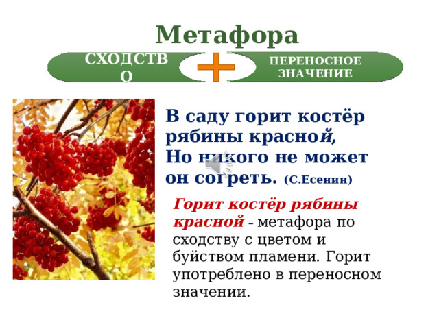 Метафора ПЕРЕНОСНОЕ ЗНАЧЕНИЕ СХОДСТВО В саду горит костёр рябины красно й , Но никого не может он согреть. (С.Есенин) Горит костёр рябины красной – метафора по сходству с цветом и буйством пламени. Горит употреблено в переносном значении.  Метафора – переносное значение слова на основе сходства. Переносное значение слова – это знание вам известно, метафора его тоже использует, но в отличии от сравнения она не берет в помощники союзы. Они ей не нужны. Сходство – основа метафоры. Вот например, Сергей Есенин в обилии красных плодов рябины осенью увидел горящий костер – В саду горит костёр рябины красной. Горит костёр рябины красной – сходство с костром по цвету и буйству пламени, а слово горит конечно употреблено в переносном значении.  