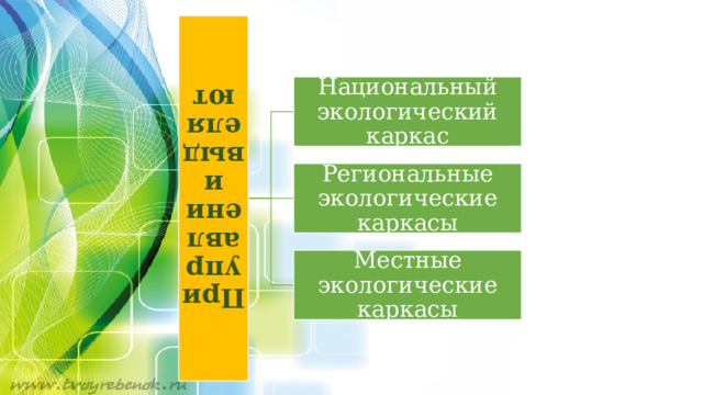 При управлении выделяют Национальный экологический каркас Региональные экологические каркасы Местные экологические каркасы 