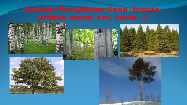 Деревья Республики Коми (берёза, рябина, осина, ель, сосна …) 