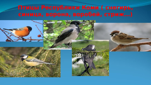 Птицы Республики Коми ( снегирь, синица, ворона, воробей, стриж…) 