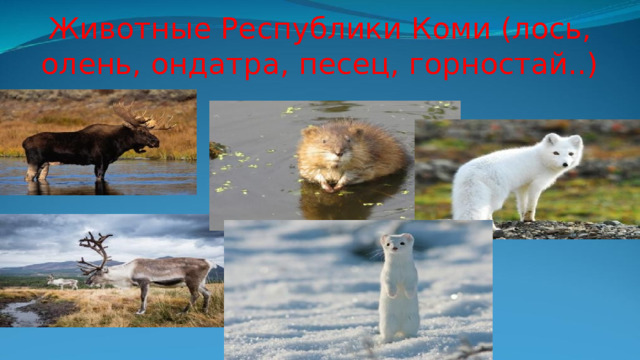 Животные Республики Коми (лось, олень, ондатра, песец, горностай..) 
