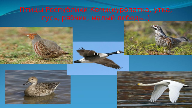 Птицы Республики Коми(куропатка, утка, гусь, рябчик, малый лебедь..) 