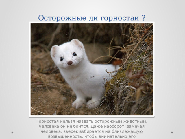 Осторожные ли горностаи ? Горностая нельзя назвать осторожным животным, человека он не боится. Даже наоборот: замечая человека, зверек взбирается на близлежащую возвышенность, чтобы внимательно его рассмотреть. Если человек не проявляет по отношению к нему какой-либо агрессии – горностай сразу теряет интерес. Но общение с людьми этот зверек переносит с большим трудом и быстро дичает. К сожалению, в последнее время численность горностаев сильно упала в конечно же, охота. Ценный мех этого хищника всегда был объектом пушного промысла – шкурки горностаев с давних времен использовались для отделки шуб и шапок. 