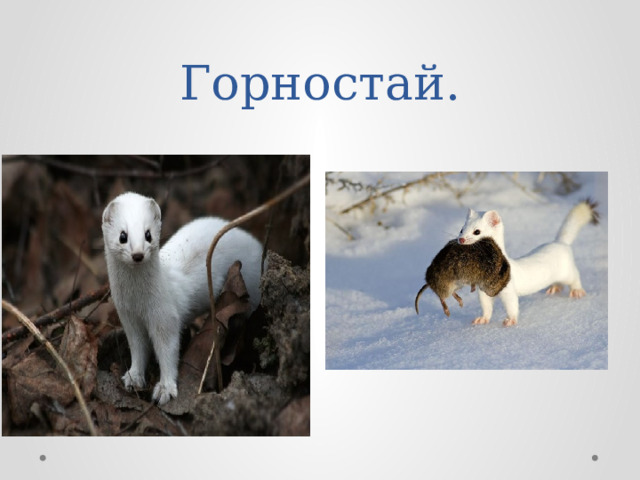 Горностай. 