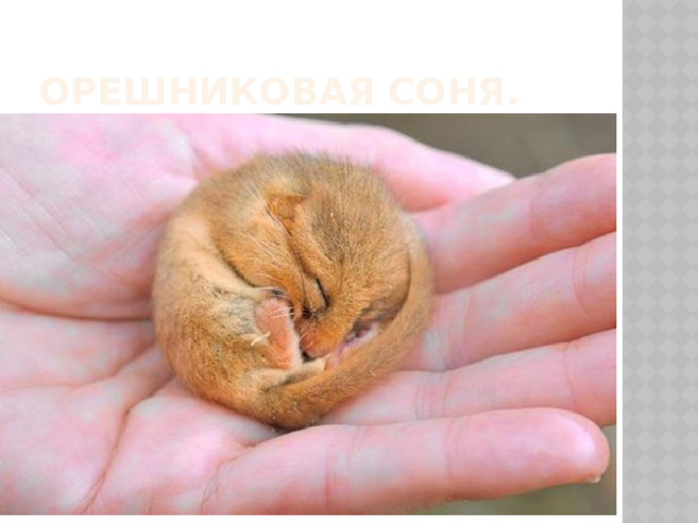 Орешниковая соня. 