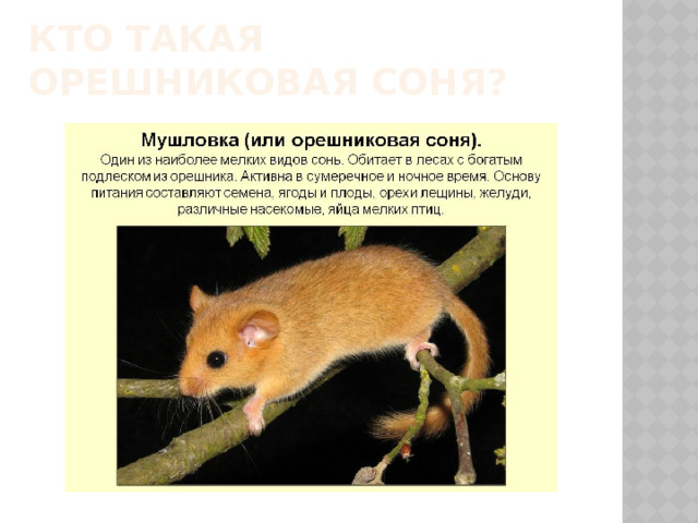 Кто такая ореШНИКОВАЯ СОНЯ? 