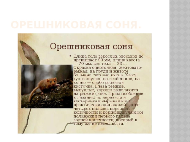 Орешниковая соня. 