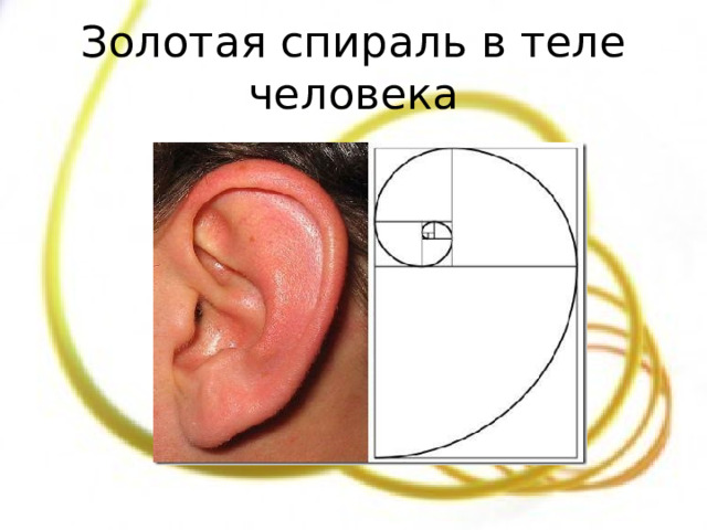 Золотая спираль в теле человека 