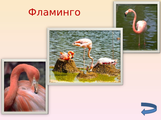 Фламинго 