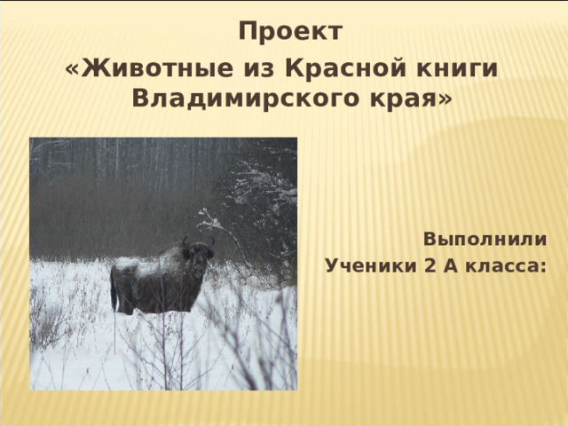 Проект «Животные из Красной книги Владимирского края»     Выполнили Ученики 2 А класса:  