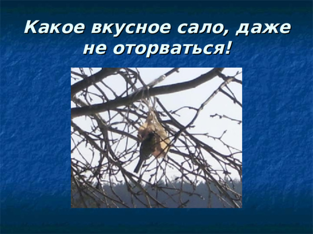 Какое вкусное сало, даже не оторваться! 