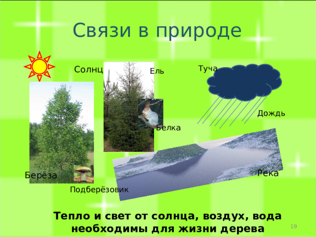 Связи в природе  Солнце Туча Ель Дождь Белка Река Берёза Подберёзовик Тепло и свет от солнца, воздух, вода необходимы для жизни дерева  