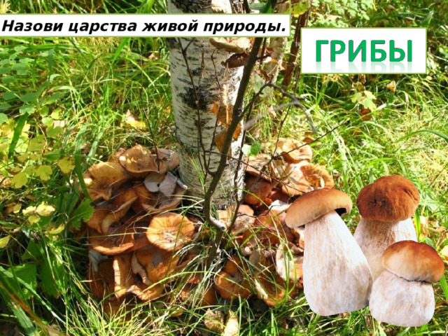 Назови царства живой природы. 