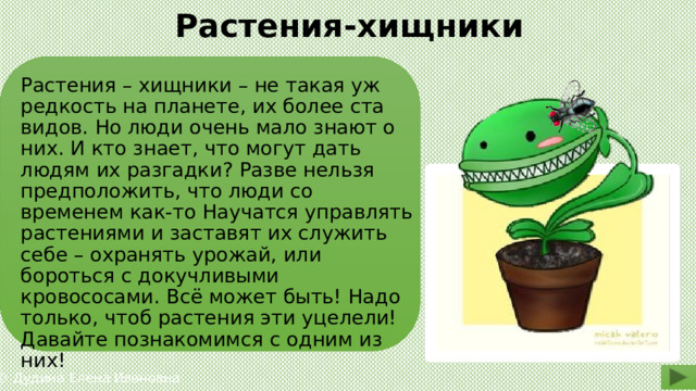 Растения-хищники Растения – хищники – не такая уж редкость на планете, их более ста видов. Но люди очень мало знают о них. И кто знает, что могут дать людям их разгадки? Разве нельзя предположить, что люди со временем как-то Научатся управлять растениями и заставят их служить себе – охранять урожай, или бороться с докучливыми кровососами. Всё может быть! Надо только, чтоб растения эти уцелели! Давайте познакомимся с одним из них! © Дудина Елена Ивановна 