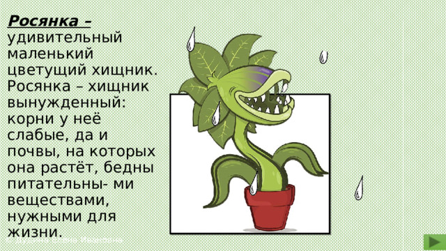 Росянка – удивительный маленький цветущий хищник. Росянка – хищник вынужденный: корни у неё слабые, да и почвы, на которых она растёт, бедны питательны- ми веществами, нужными для жизни. © Дудина Елена Ивановна 