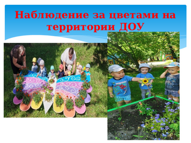 Наблюдение за цветами на территории ДОУ 