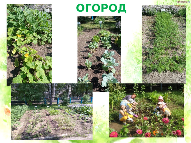 ОГОРОД 
