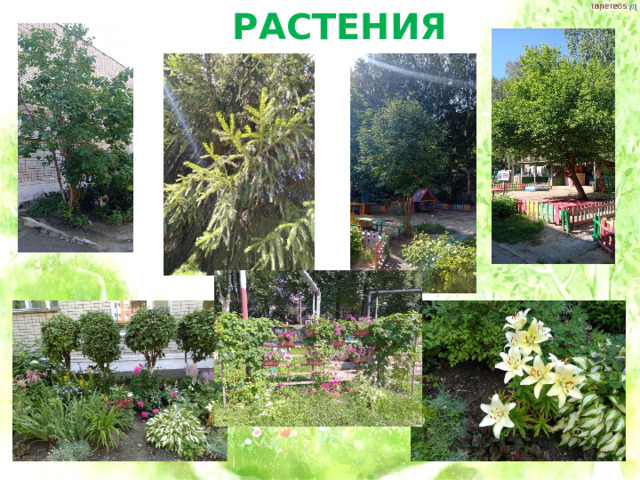 РАСТЕНИЯ 