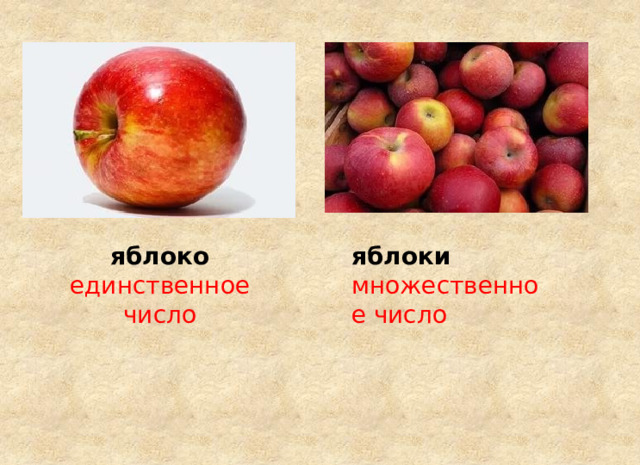 яблоки яблоко  единственное число множественное число 