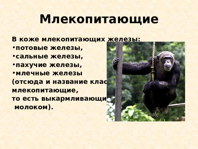 Млекопитающие В коже млекопитающих железы: потовые железы, сальные железы, пахучие железы, млечные железы (отсюда и название класса — млекопитающие, то есть выкармливающие  молоком). 