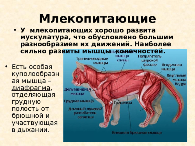 Млекопитающие У млекопитающих хорошо развита мускулатура, что обусловлено большим разнообразием их движений. Наиболее сильно развиты мышцы конечностей. Есть особая куполообразная мышца – диафрагма , отделяющая грудную полость от брюшной и участвующая в дыхании.  