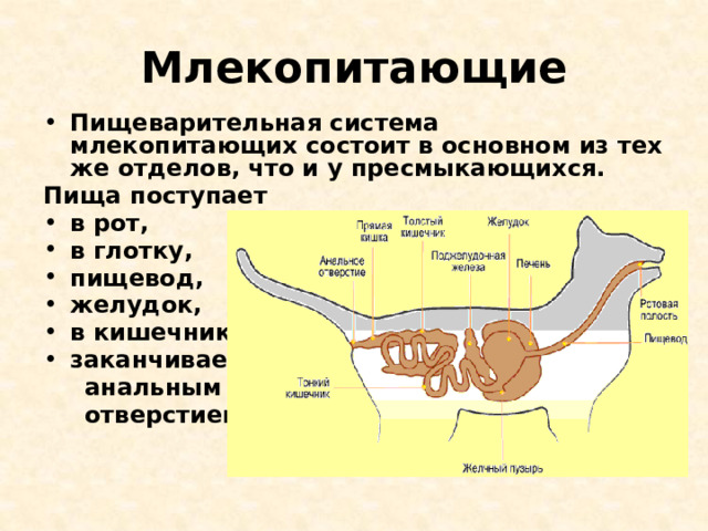 Млекопитающие Пищеварительная система млекопитающих состоит в основном из тех же отделов, что и у пресмыкающихся. Пища поступает в рот, в глотку, пищевод, желудок, в кишечник, заканчивается  анальным  отверстием. 