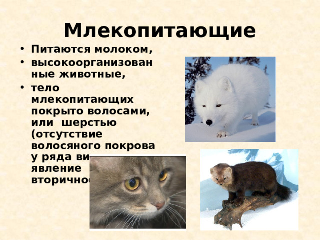 Млекопитающие Питаются молоком, высокоорганизованные животные, тело млекопитающих покрыто волосами, или шерстью (отсутствие волосяного покрова у ряда видов — явление вторичное). 