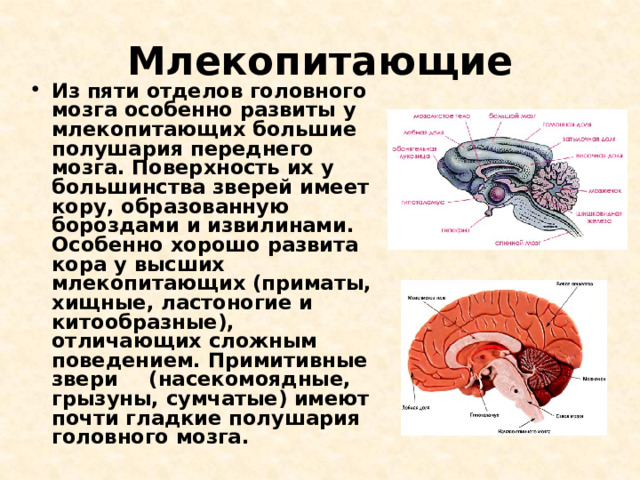 Млекопитающие Из пяти отделов головного мозга особенно развиты у млекопитающих большие полушария переднего мозга. Поверхность их у большинства зверей имеет кору, образованную бороздами и извилинами. Особенно хорошо развита кора у высших млекопитающих (приматы, хищные, ластоногие и китообразные), отличающих сложным поведением. Примитивные звери  (насекомоядные, грызуны, сумчатые) имеют почти гладкие полушария головного мозга. 
