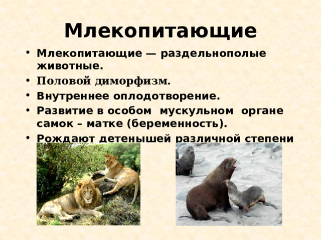 Млекопитающие Млекопитающие — раздельнополые животные. Половой диморфизм. Внутреннее оплодотворение. Развитие в особом мускульном органе самок – матке (беременность). Рождают детенышей различной степени развития. 
